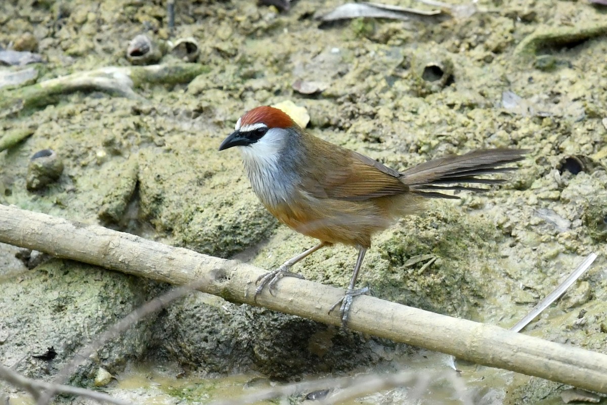 Chestnut-capped Babbler - Qin Huang