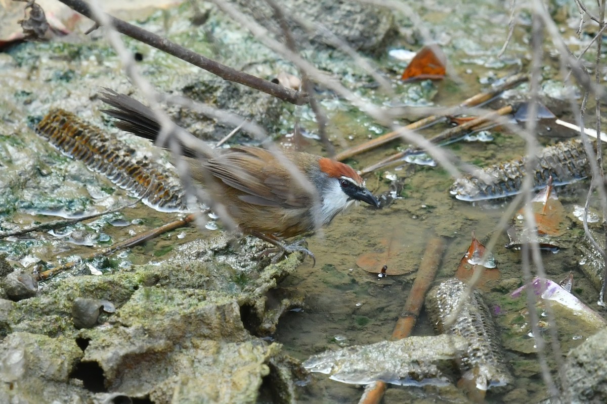 Chestnut-capped Babbler - Qin Huang