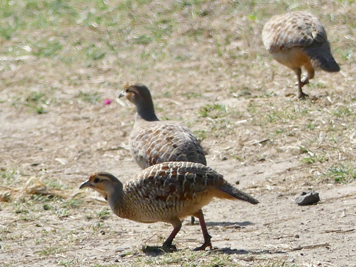 Gray Francolin - Sally Knight