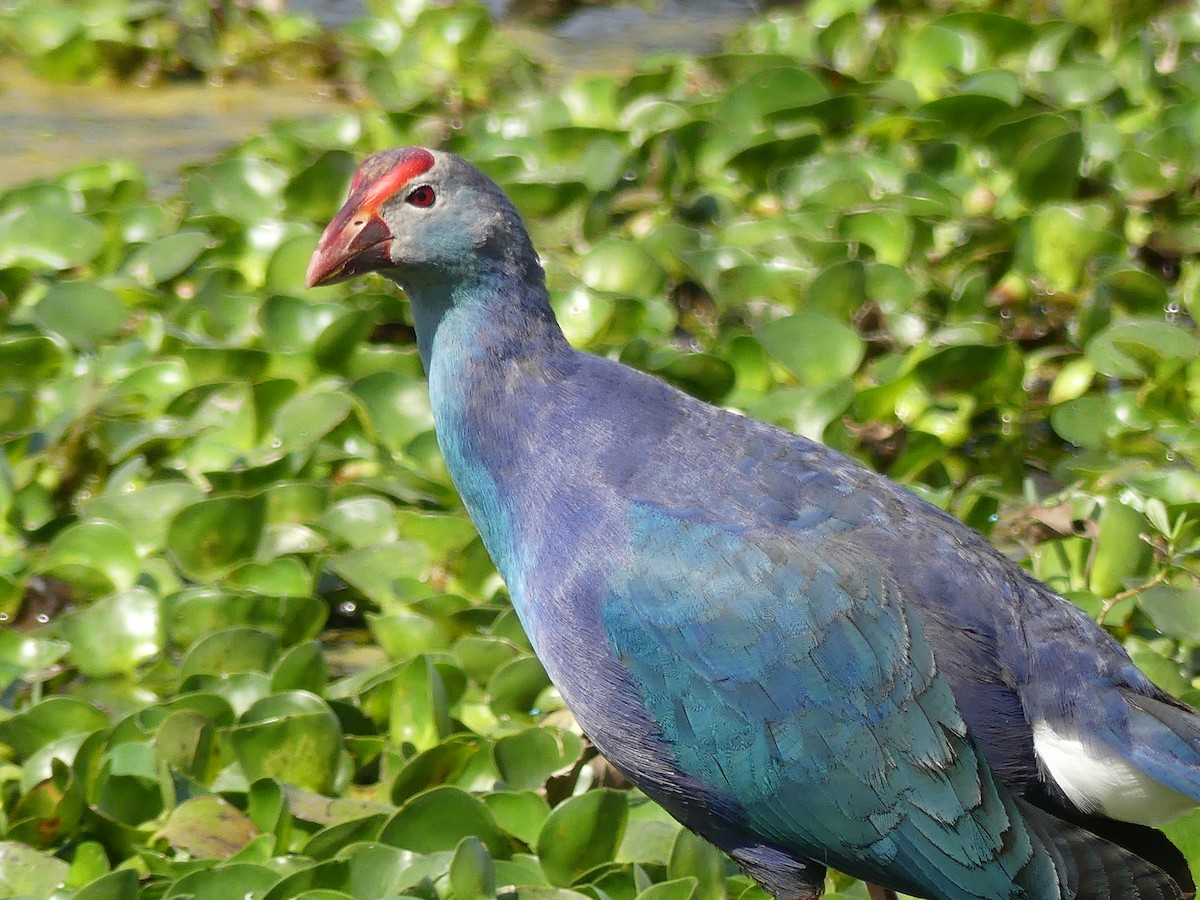 Gray-headed Swamphen - ML55131241