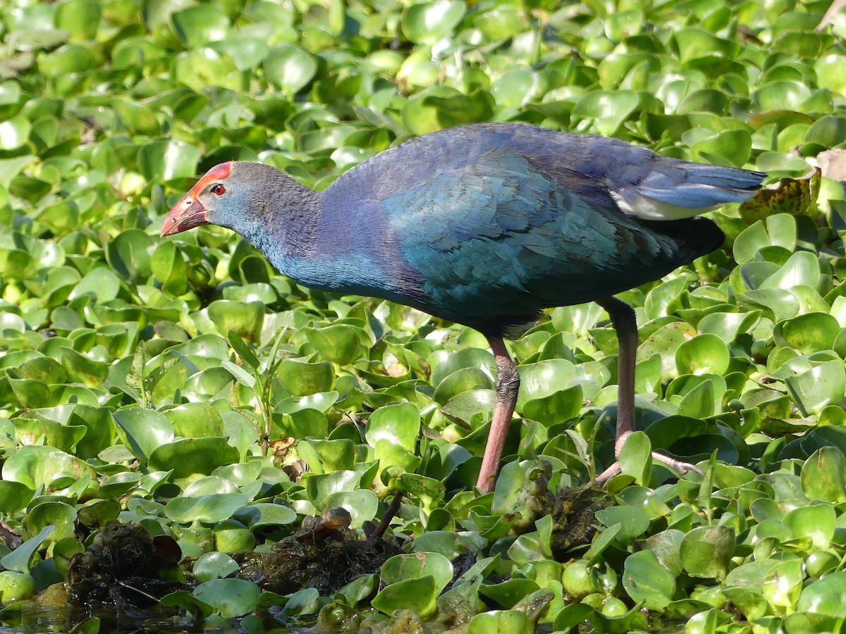 Gray-headed Swamphen - ML55131251