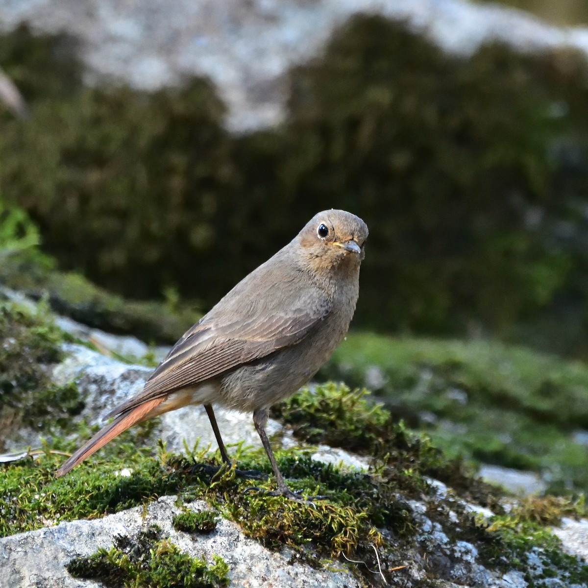 Black Redstart - ML551312841