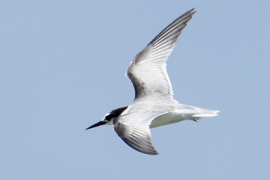 Little Tern - Krishnamoorthy Muthirulan