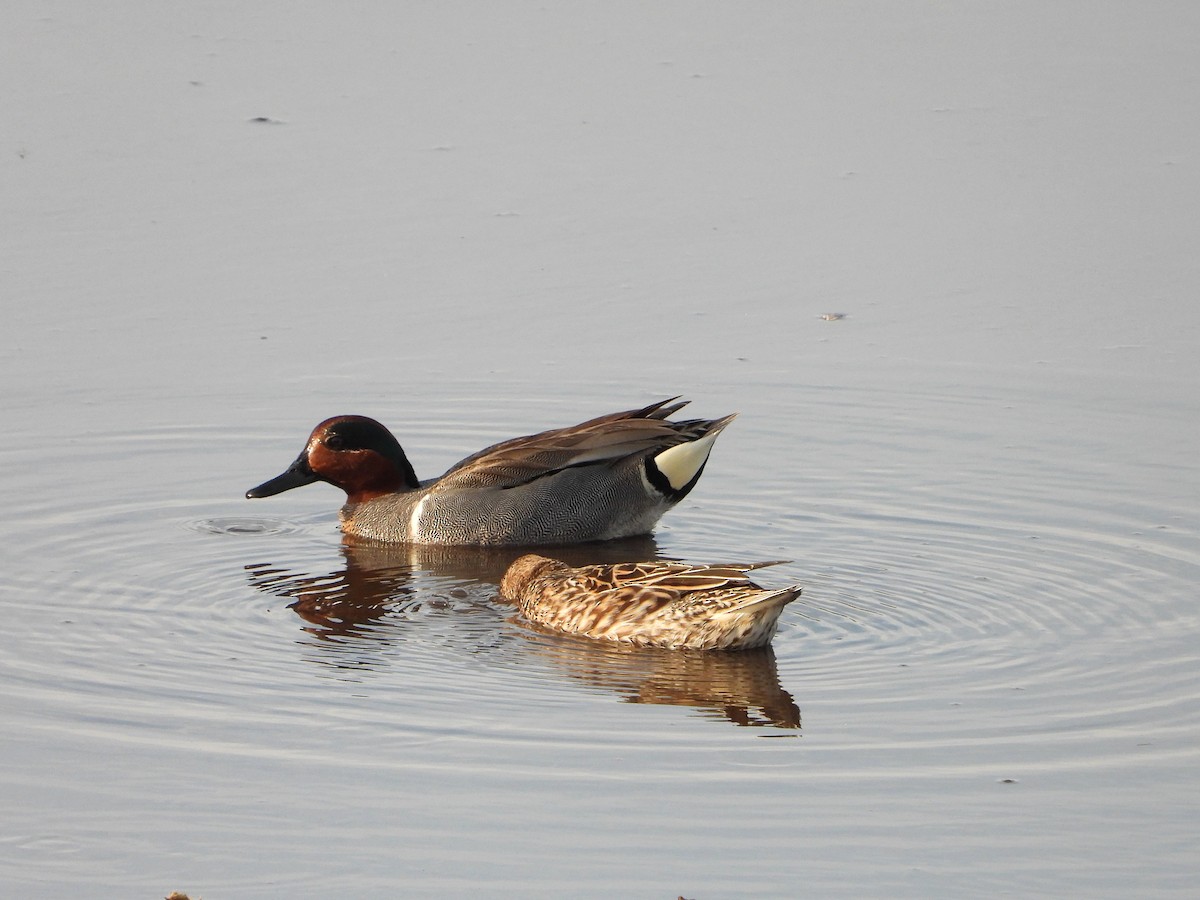 Green-winged Teal - ML551313361