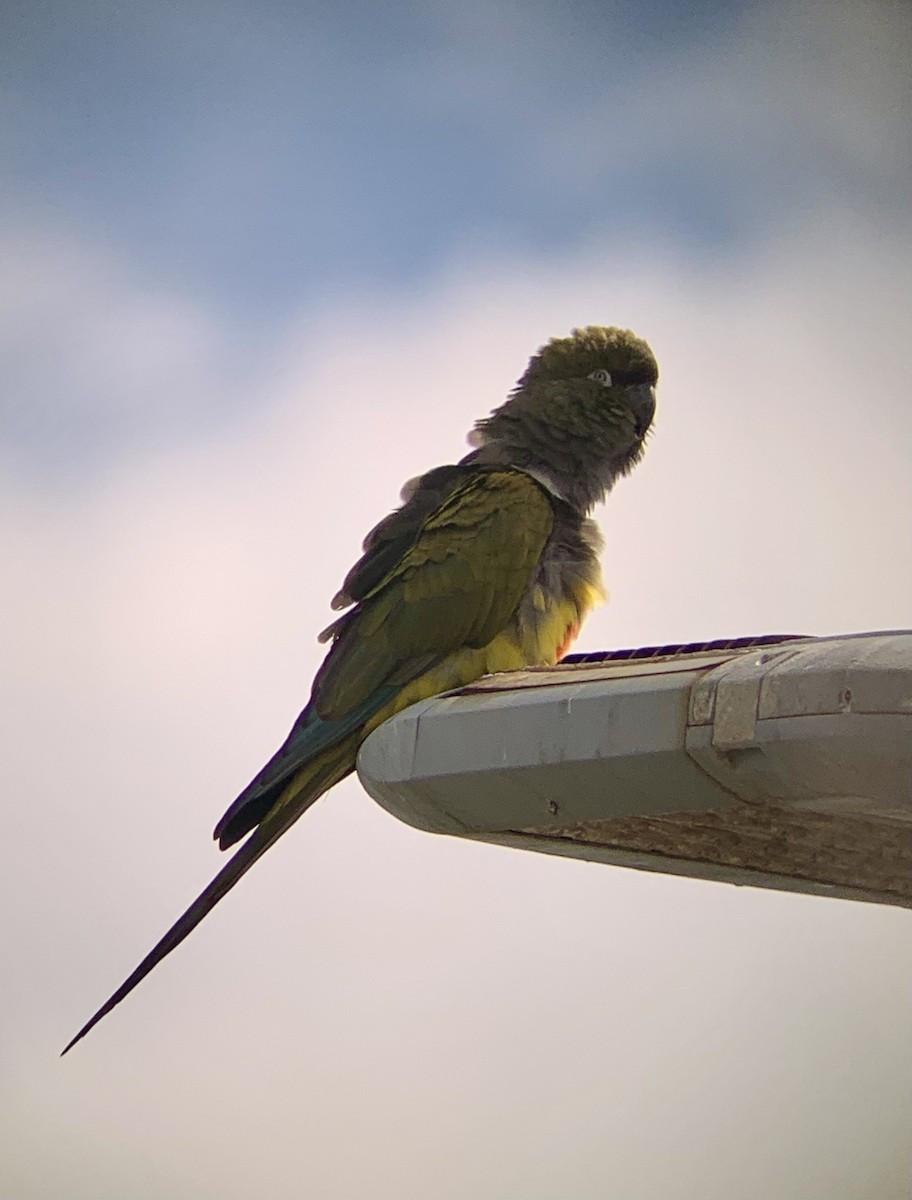 Burrowing Parakeet - Simon Lane