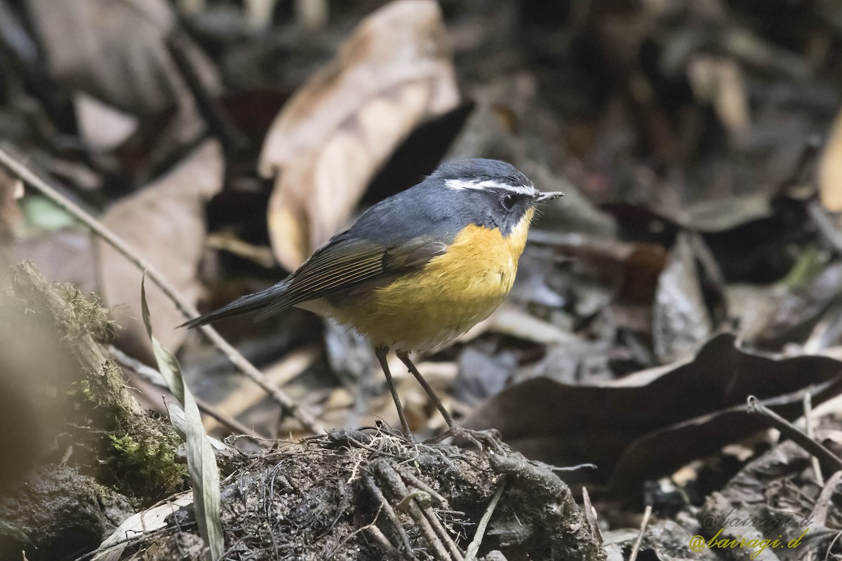 Robin à sourcils blancs - ML551315121