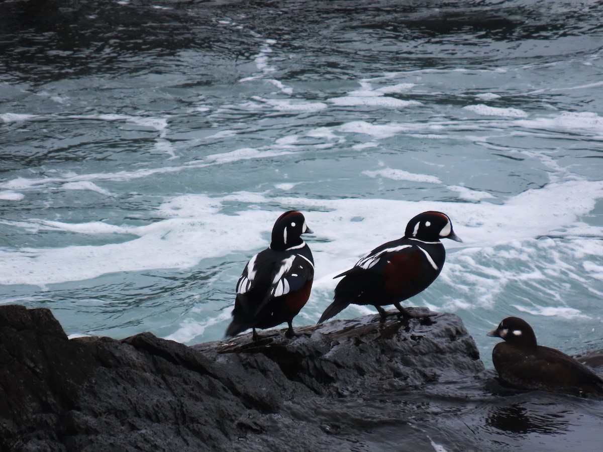 Harlequin Duck - ML551315501