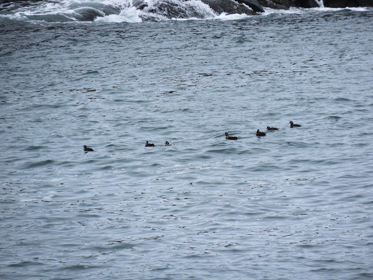 Harlequin Duck - ML551315511