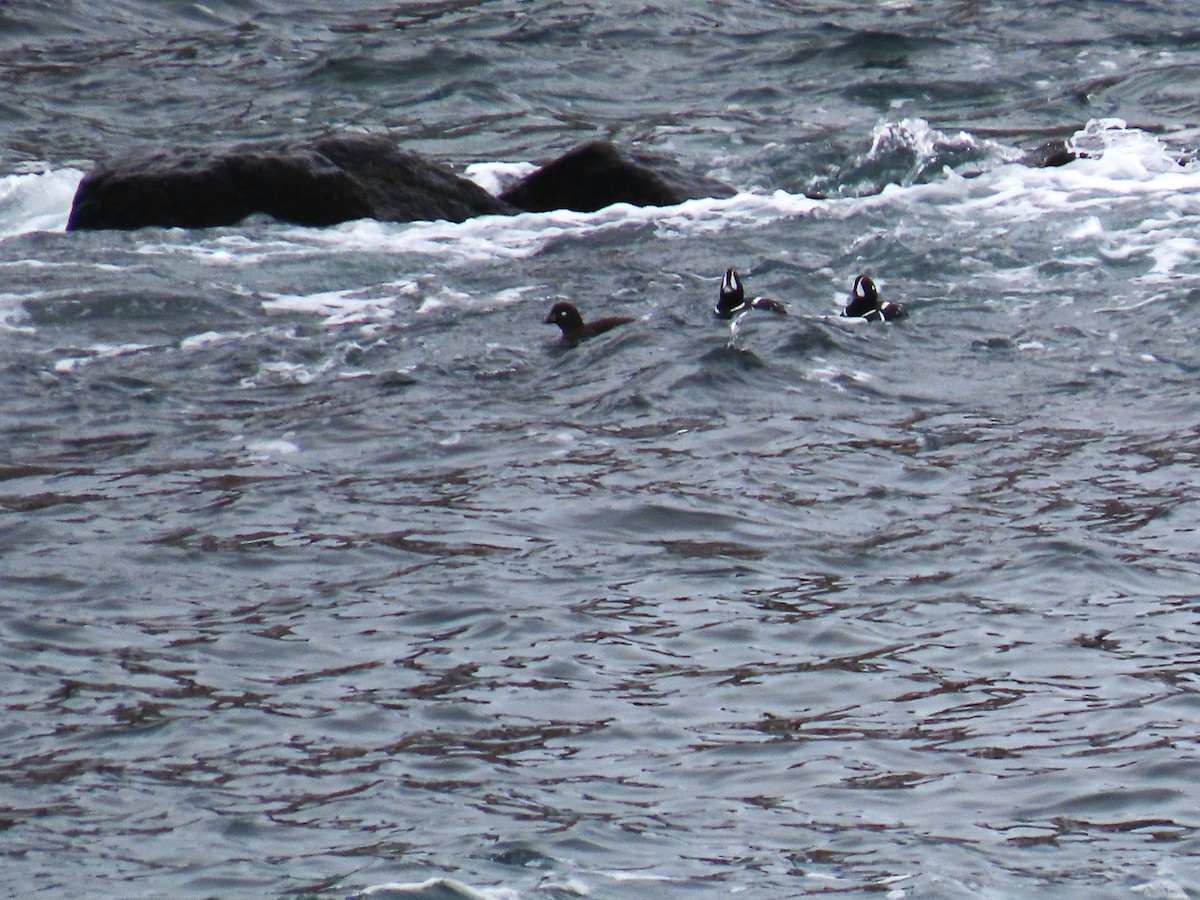 Harlequin Duck - ML551315521