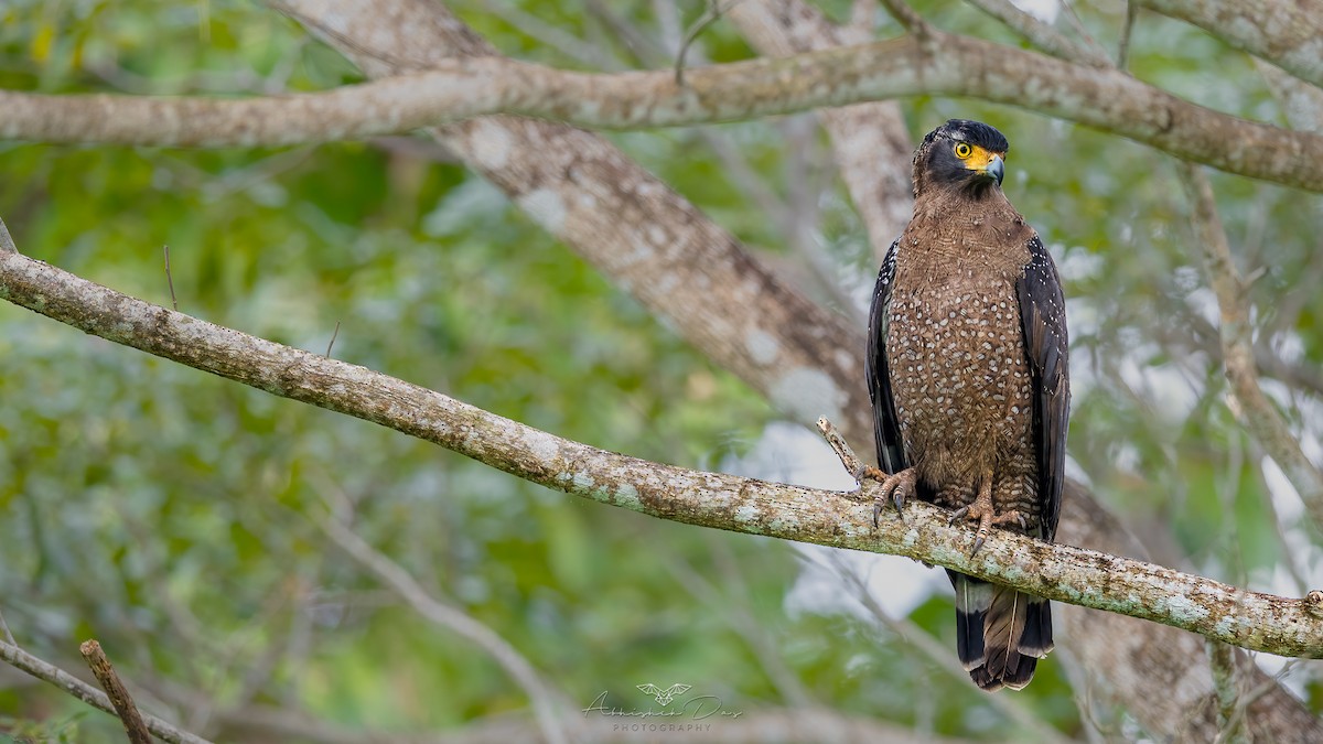 Crested Serpent-Eagle - ML551315851