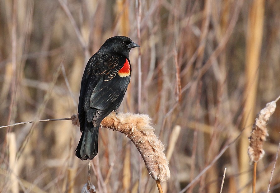 Red-winged Blackbird - ML55131611