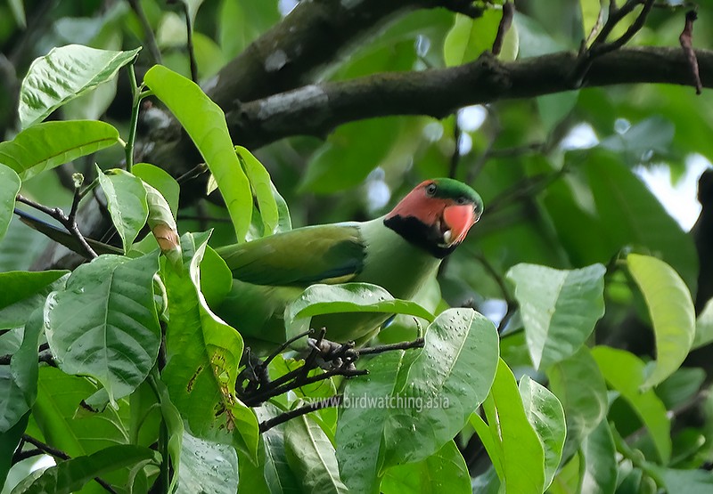 Long-tailed Parakeet - ML551316161