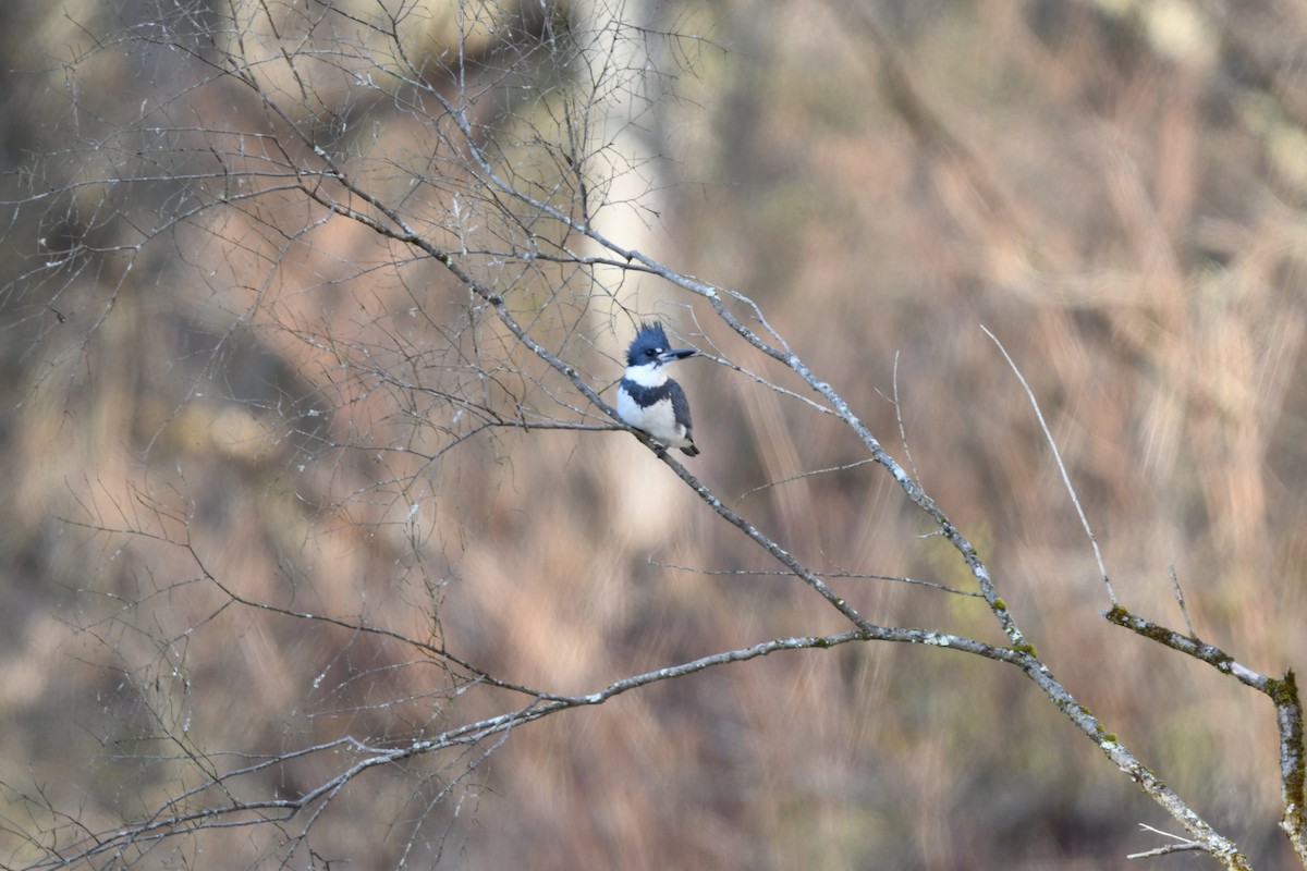 Belted Kingfisher - ML551316401