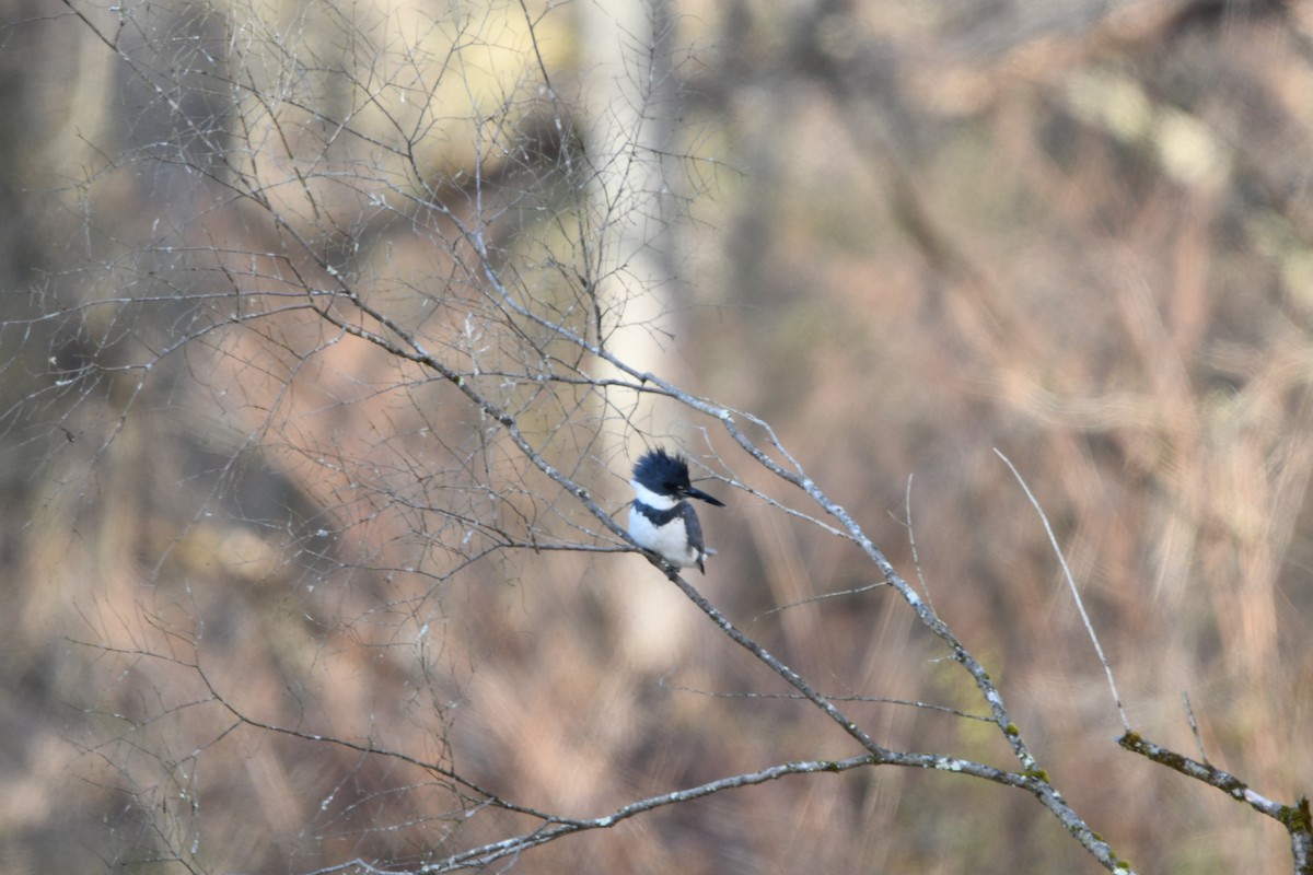 Belted Kingfisher - ML551316411