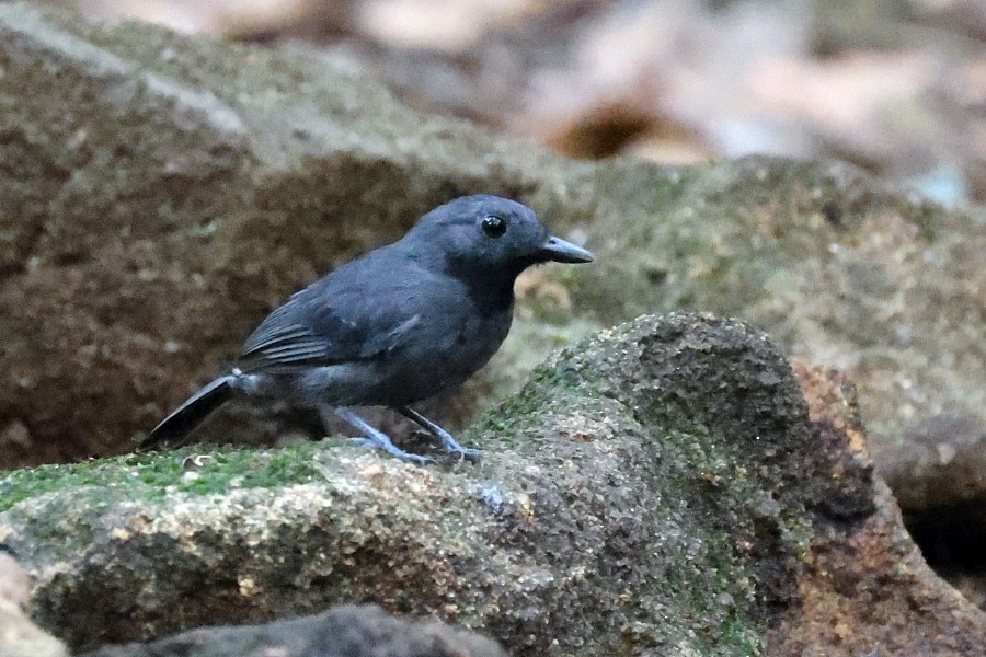 Bauchflecken-Ameisenvogel - ML551317821