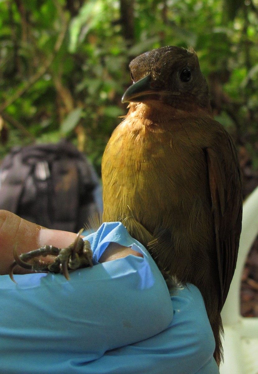 Rufous-necked Foliage-gleaner - ML551319531