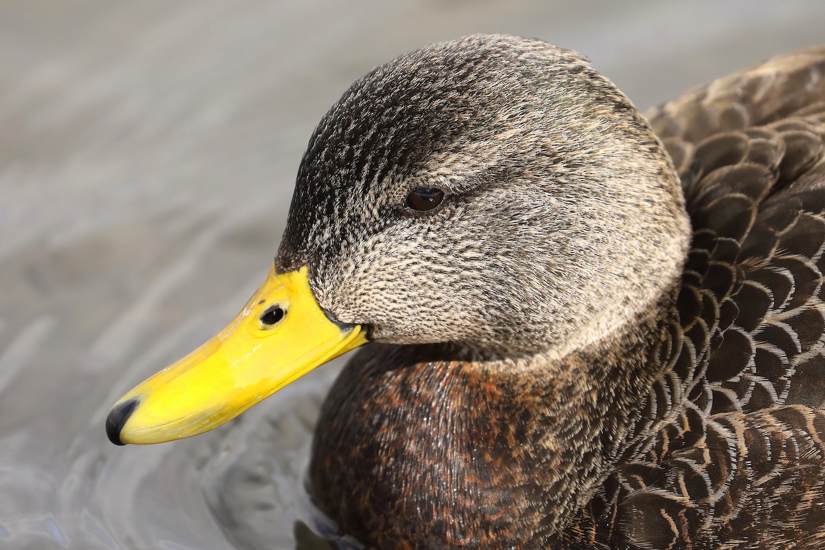 American Black Duck - ML551320211