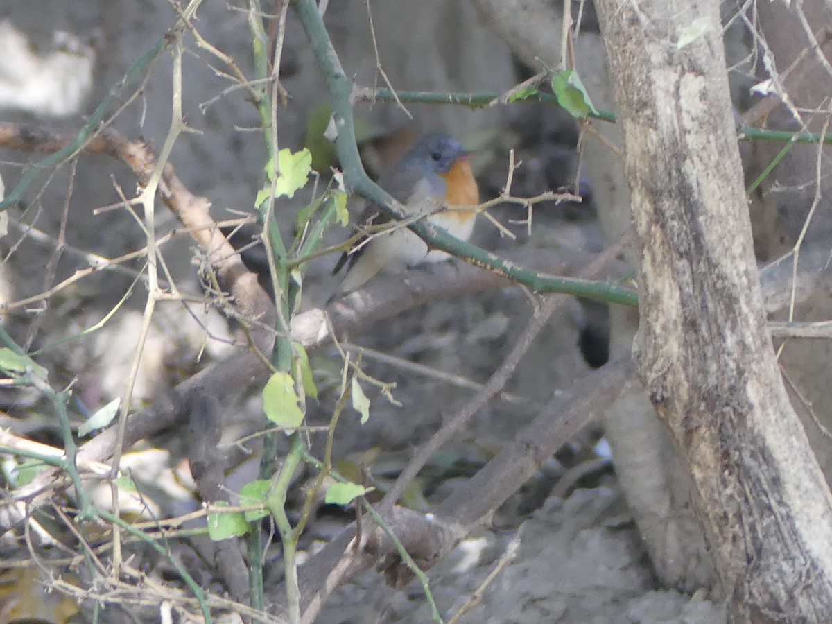 Red-breasted Flycatcher - ML55132031