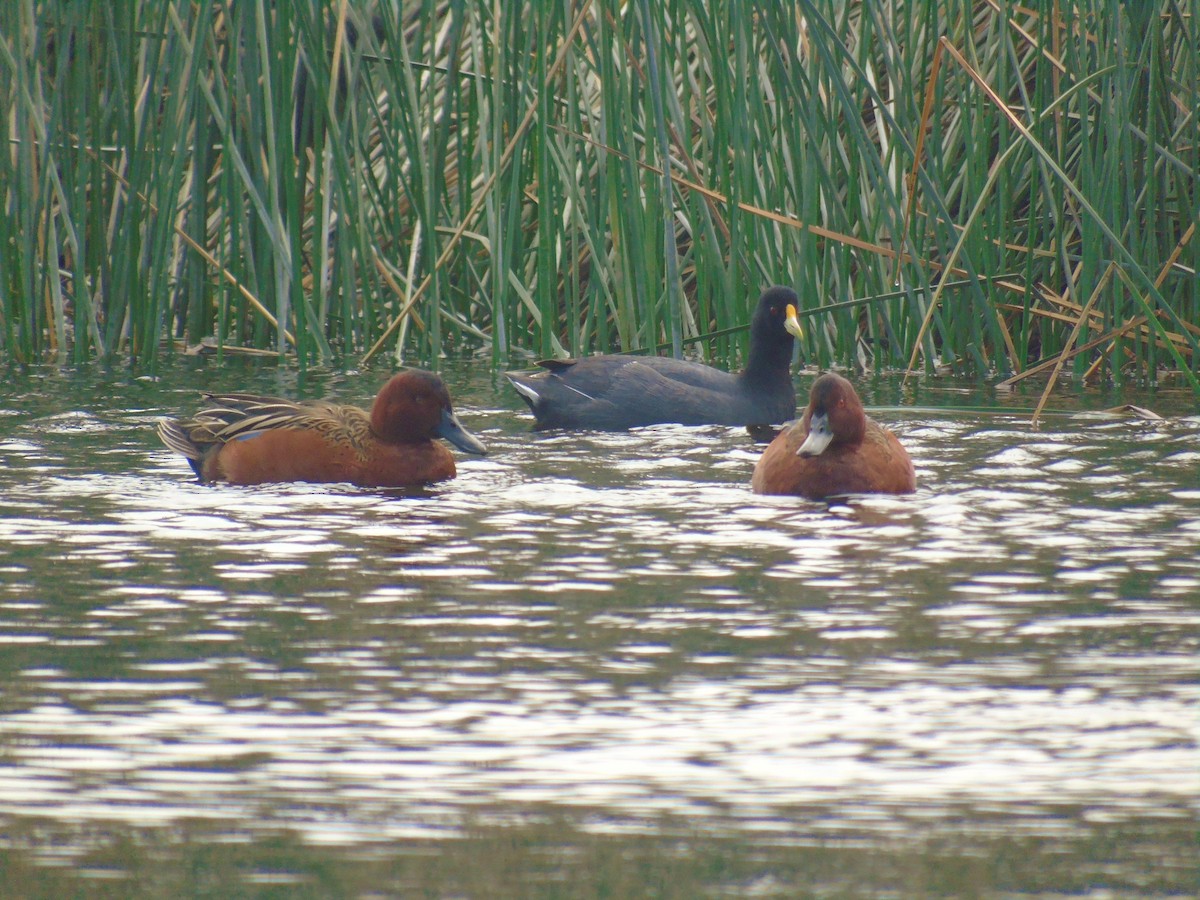 White-winged Coot - ML551320981