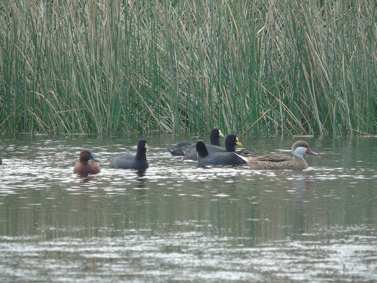 White-winged Coot - ML551321101