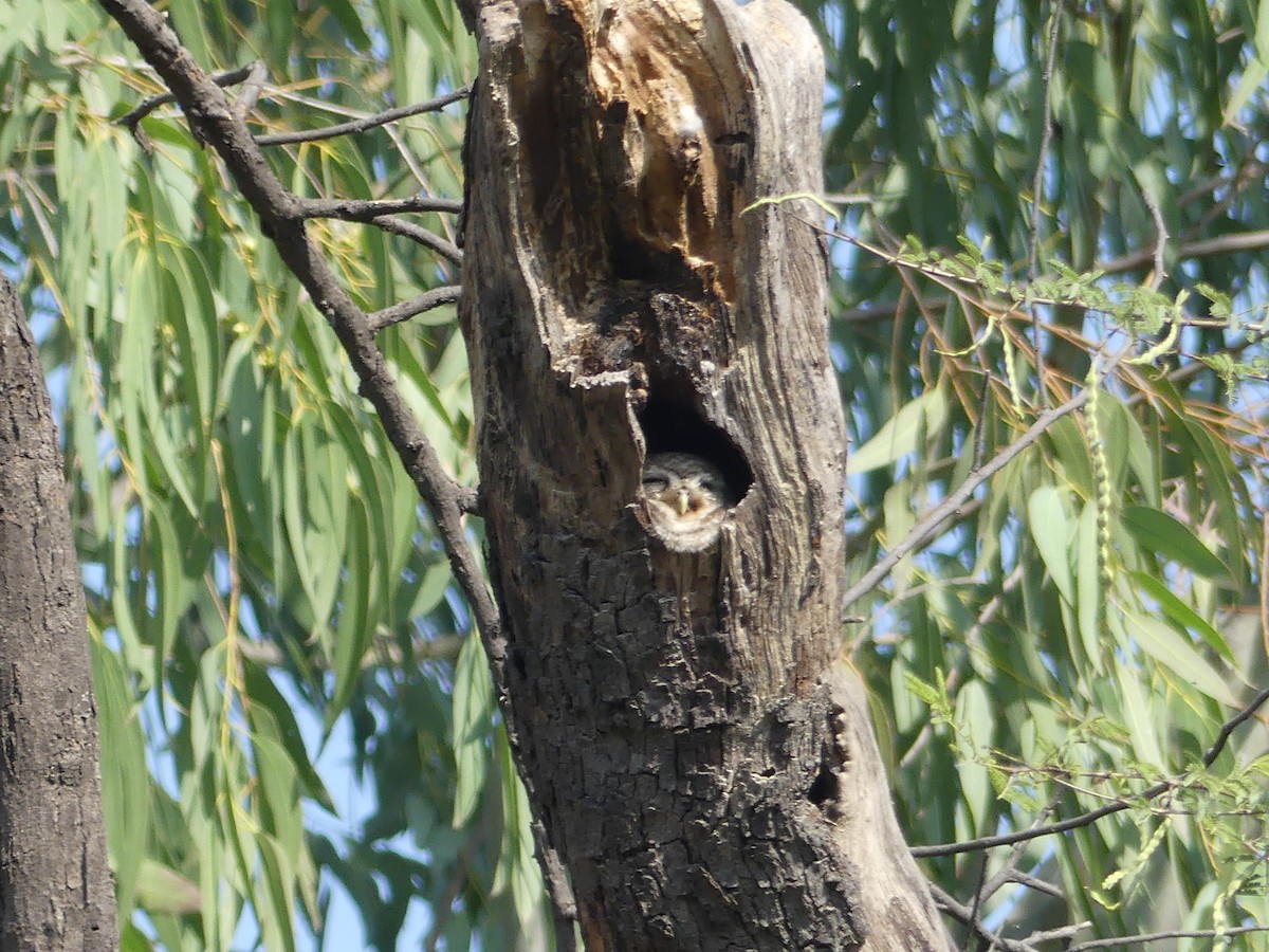 Spotted Owlet - ML55132151