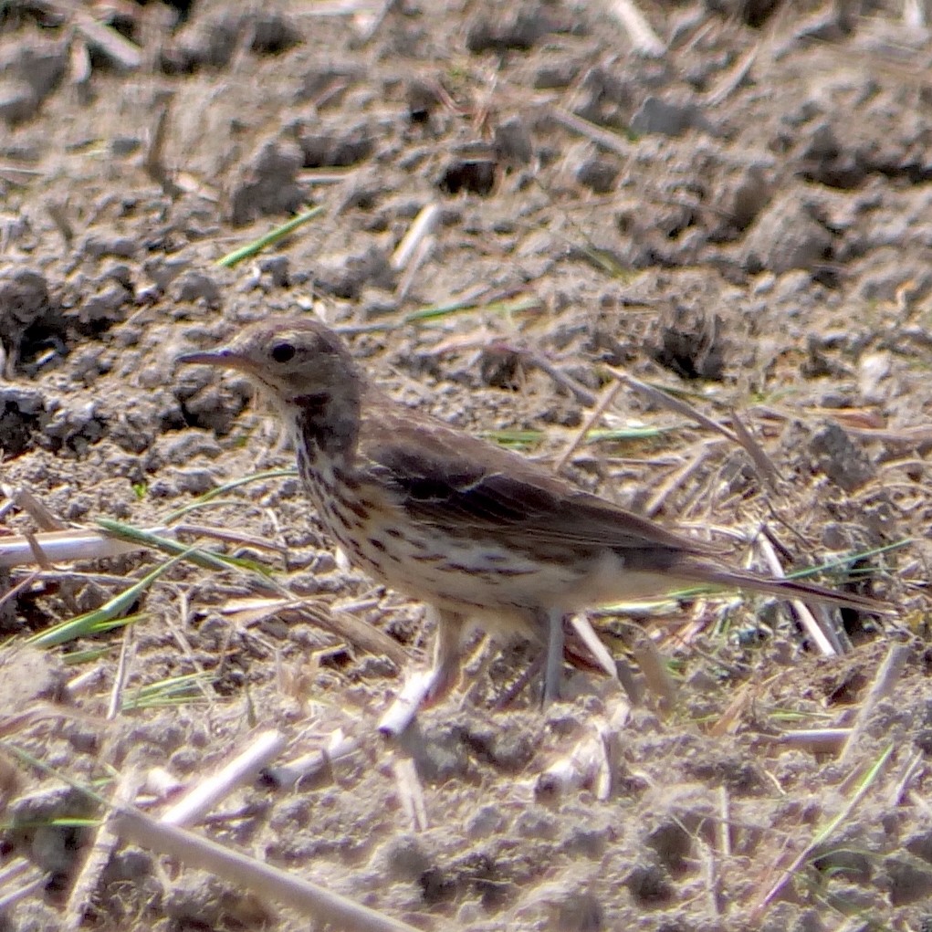 American Pipit - ML551323611