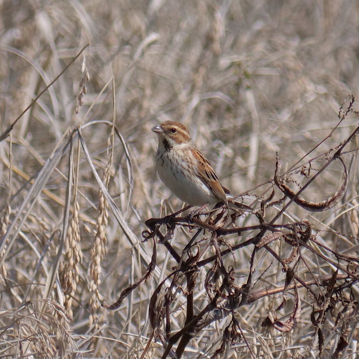 Reed Bunting - ML551323811