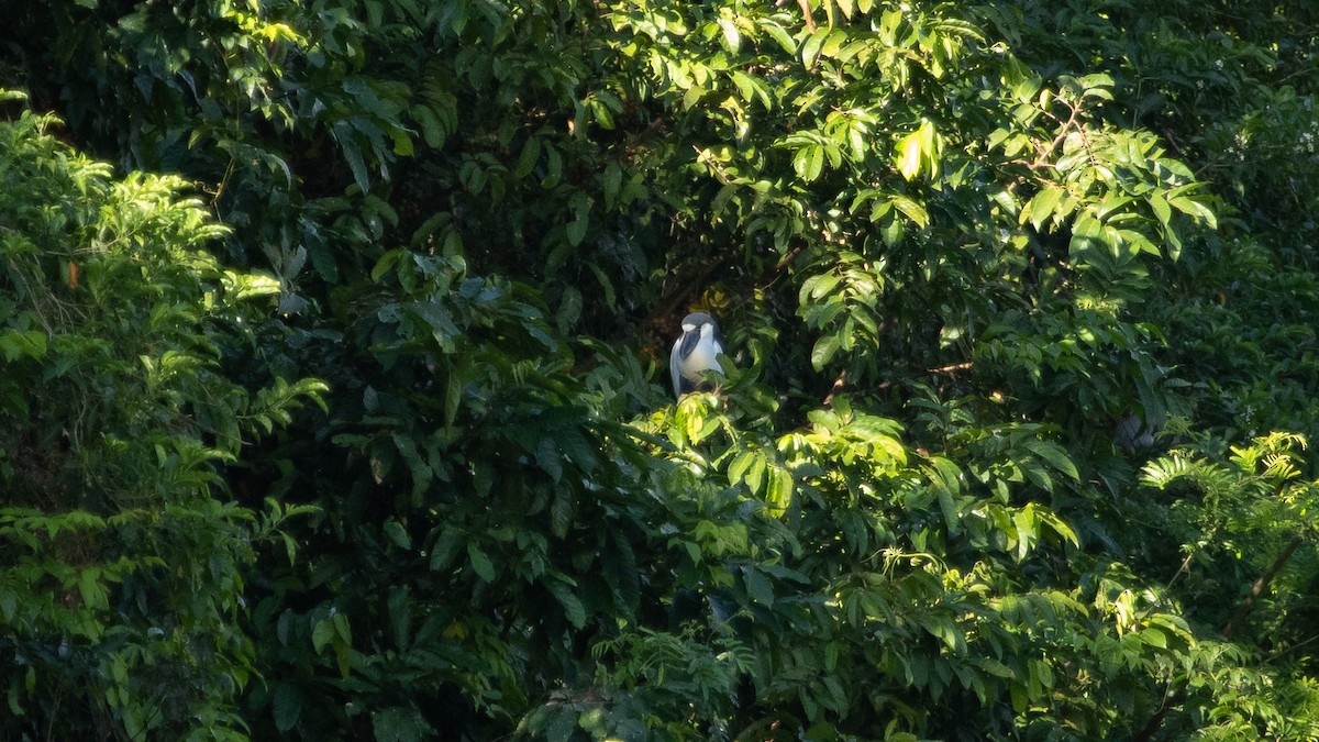 Boat-billed Heron - ML551324051