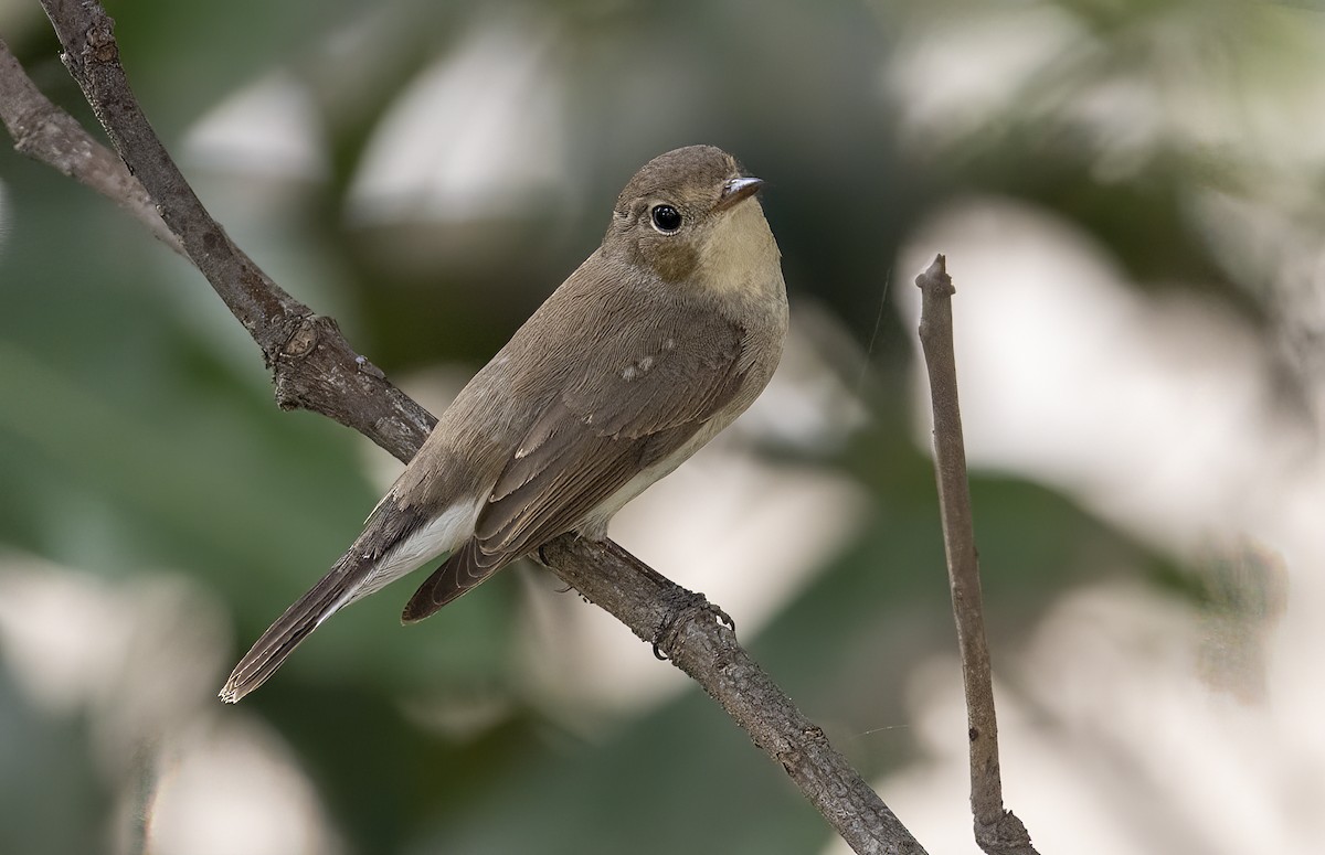 Red-breasted Flycatcher - ML551325531