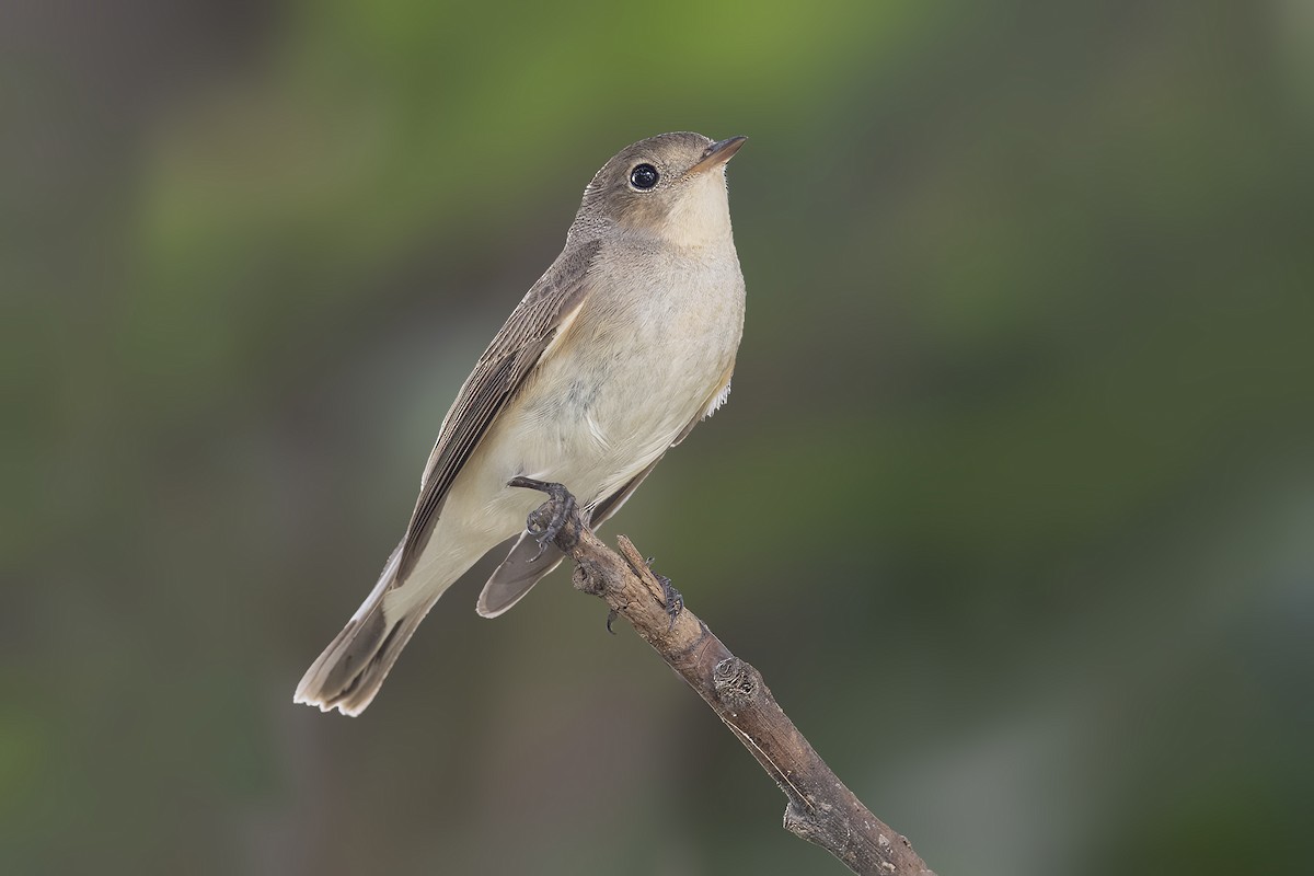 Red-breasted Flycatcher - ML551325621