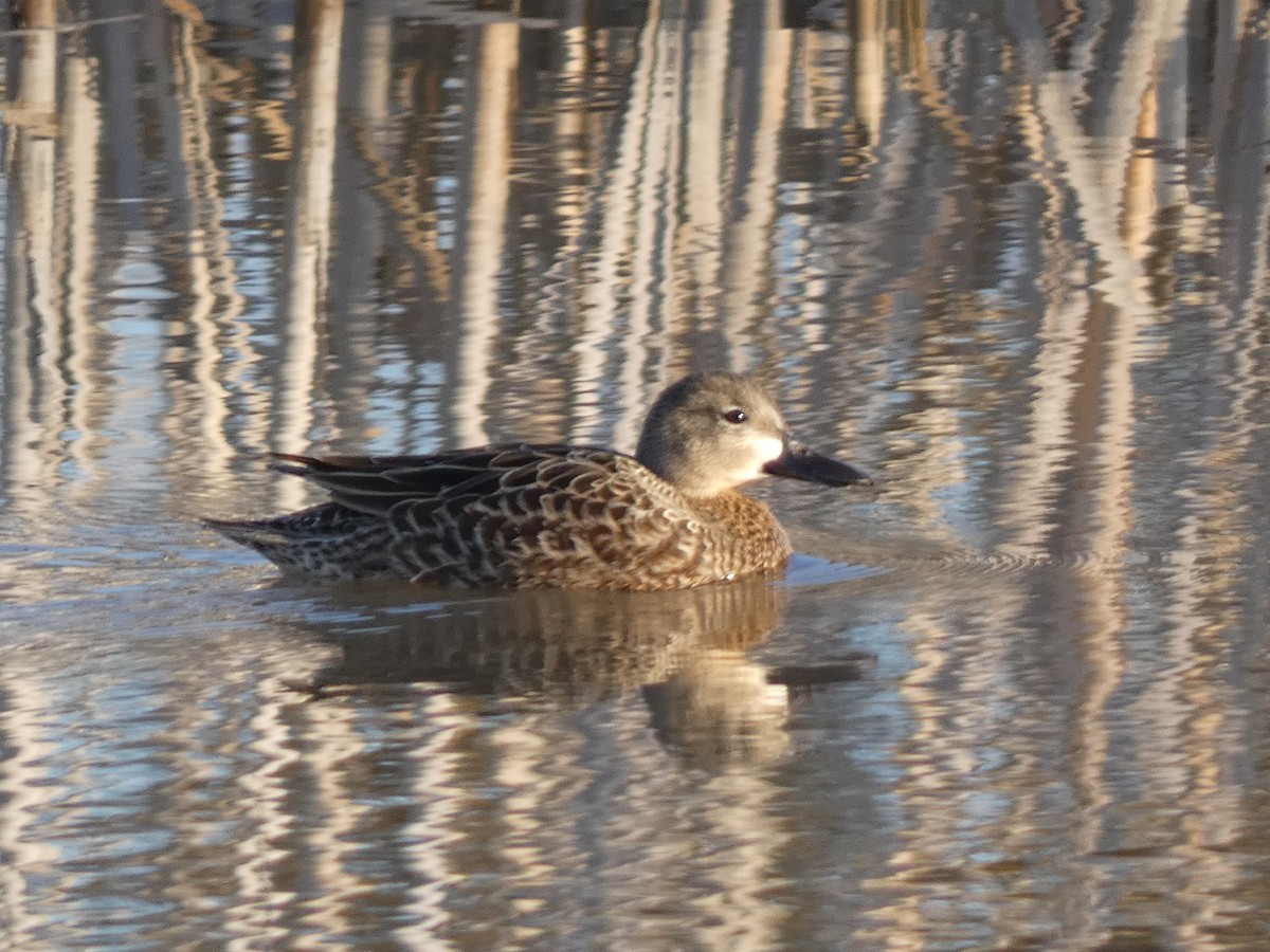 Blue-winged Teal - ML551326471