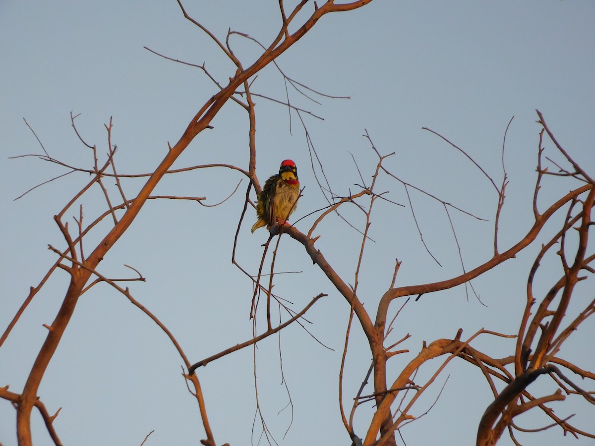 Coppersmith Barbet - Shilpa Gadgil