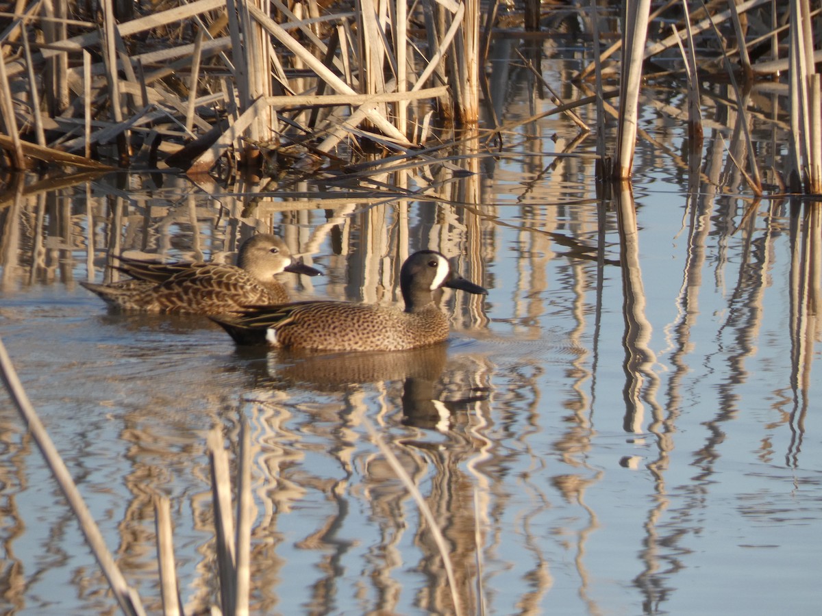 Blue-winged Teal - ML551326521