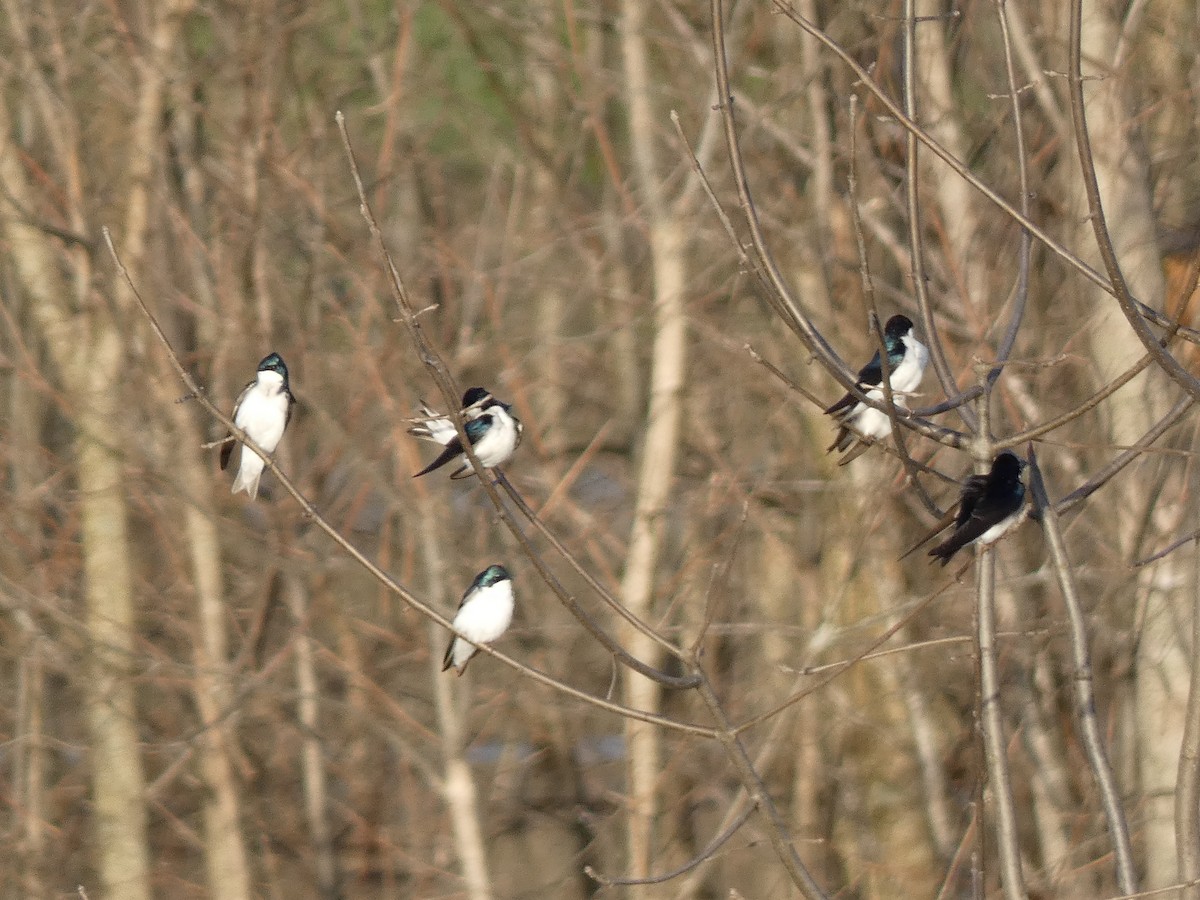 Tree Swallow - ML551326591