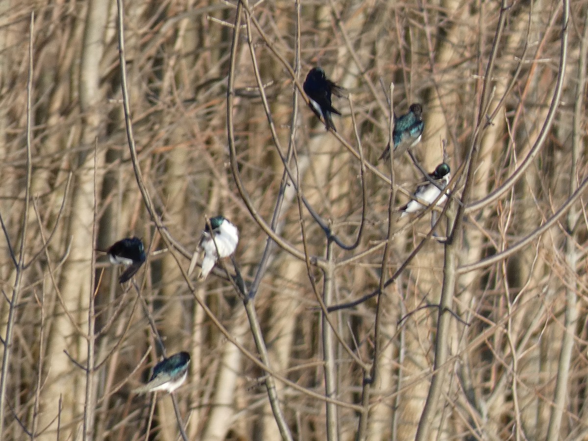 Tree Swallow - ML551326621
