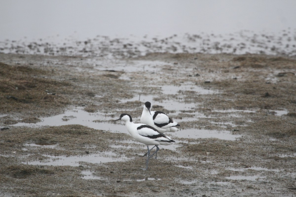 Pied Avocet - ML551327001