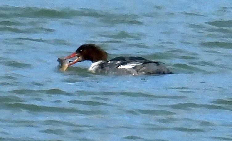 Common Merganser - ML551327631