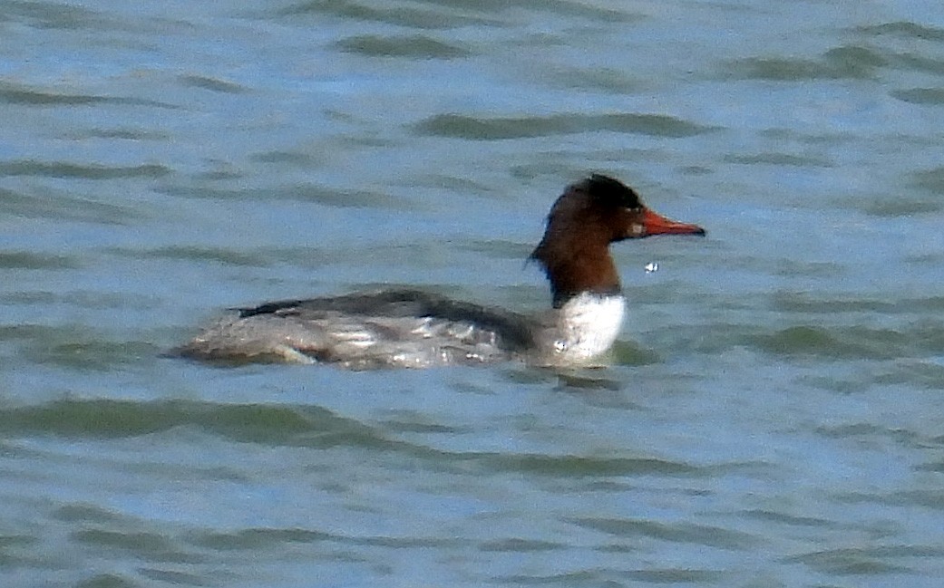 morčák velký - ML551327641