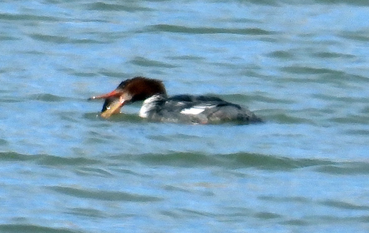 Common Merganser - ML551327651