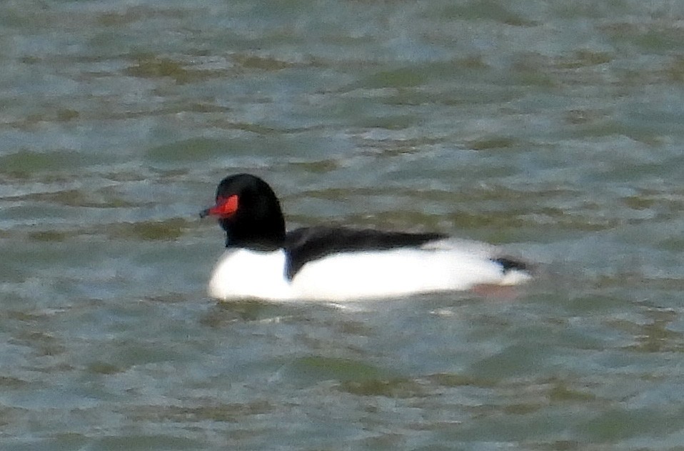 Common Merganser - ML551327661