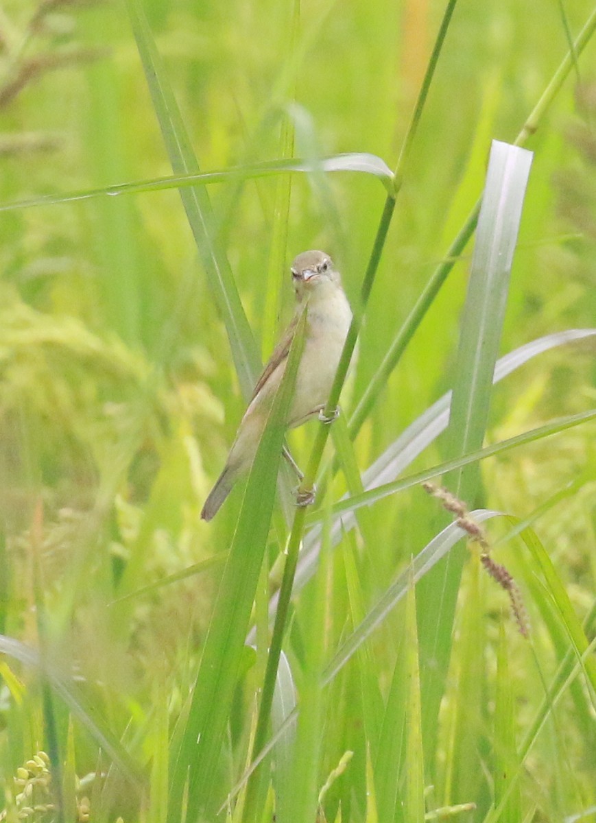 Great/Oriental/Clamorous Reed Warbler - ML551328291