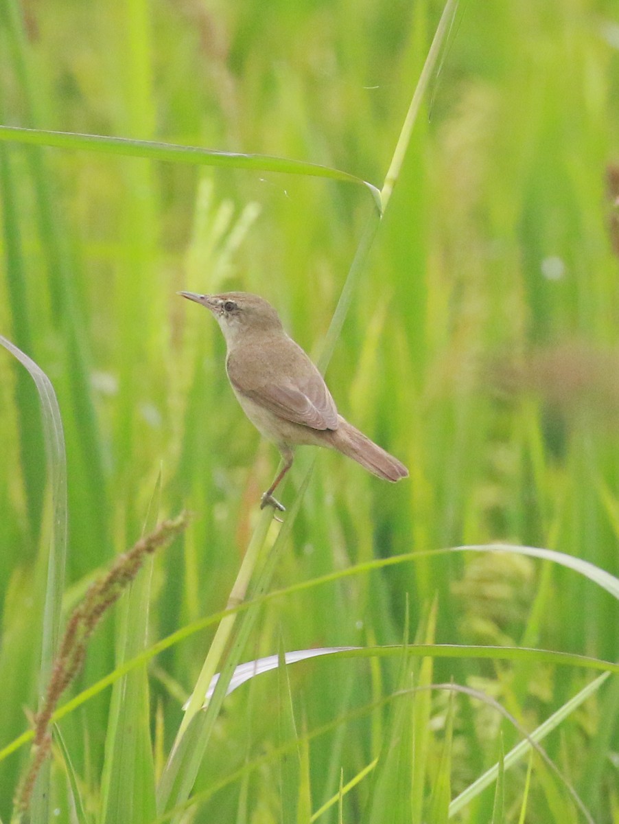 Great/Oriental/Clamorous Reed Warbler - ML551328301