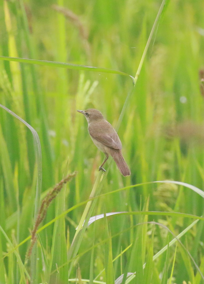 Great/Oriental/Clamorous Reed Warbler - ML551328311