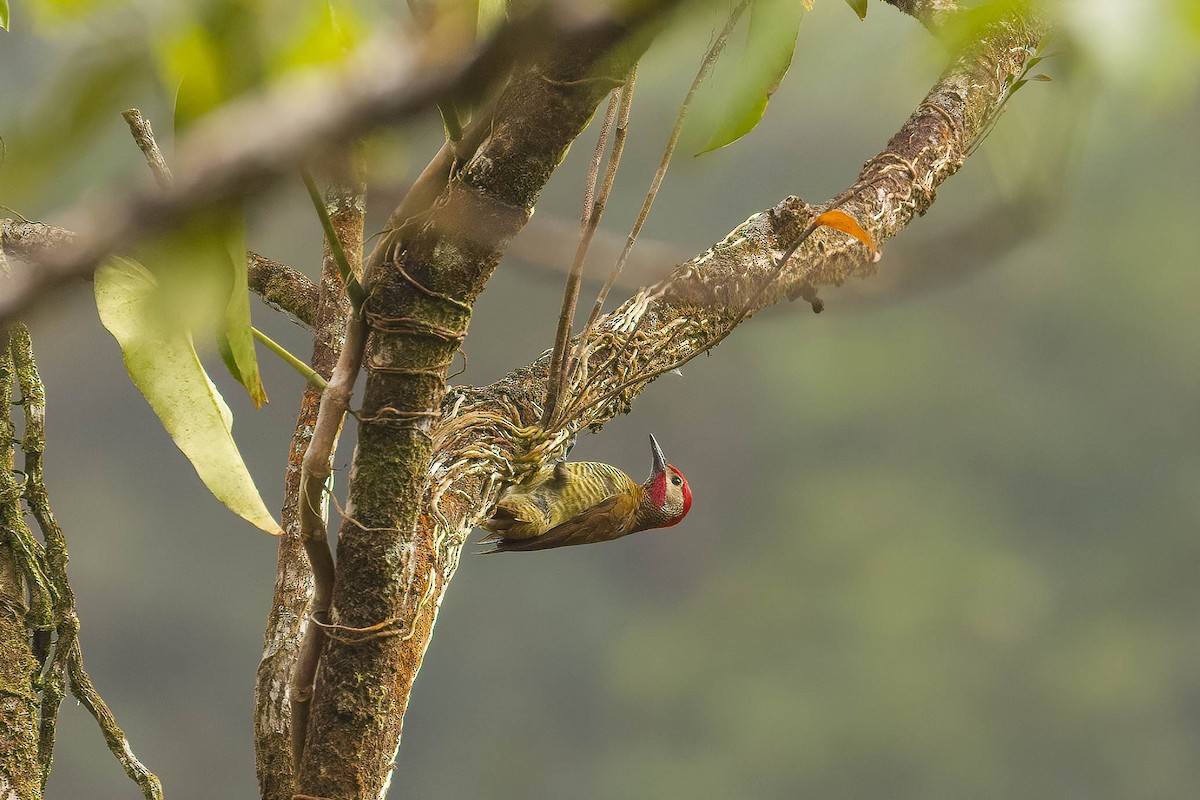 Golden-olive Woodpecker - Benjamin Griffith