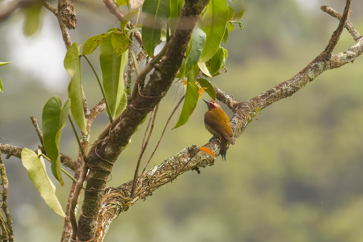 Golden-olive Woodpecker - ML551329591