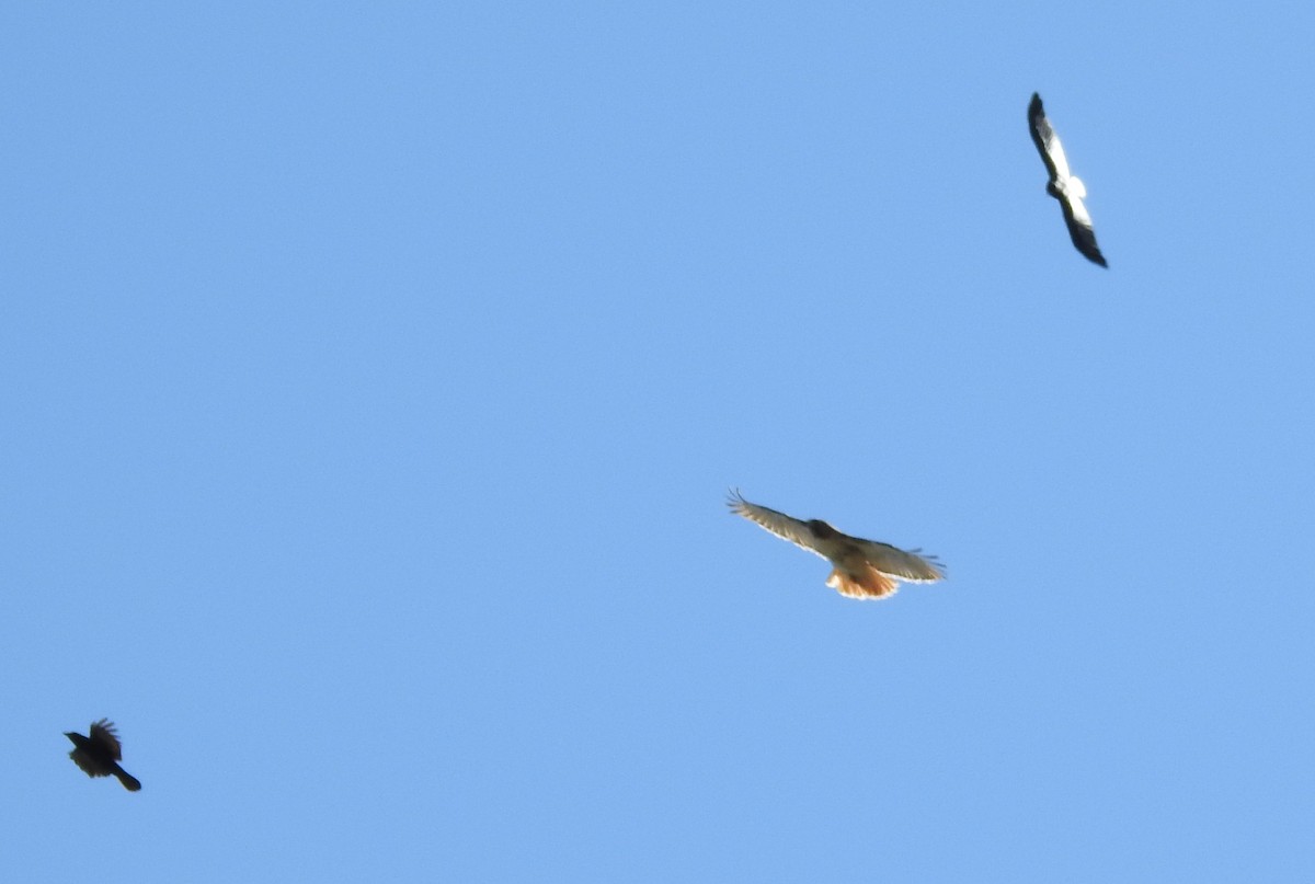 Red-tailed Hawk - ML551331401