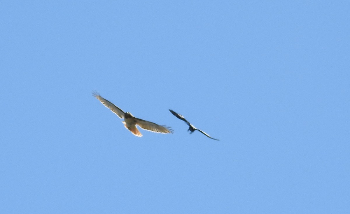 Red-tailed Hawk - ML551331411
