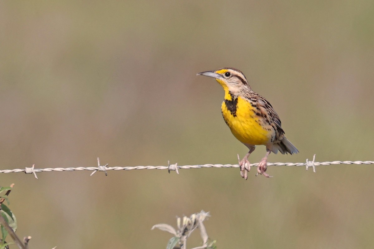 Eastern Meadowlark - Michael O'Brien