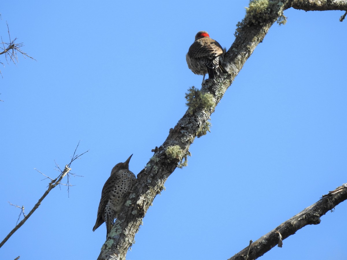 Northern Flicker - ML551331671