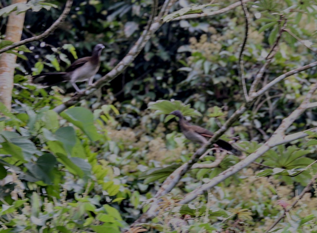 Gray-headed Chachalaca - Kevin Sarsfield